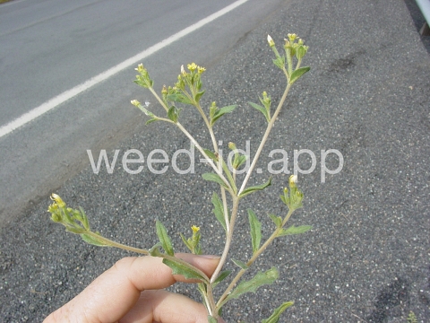 stickleaf, whitestem